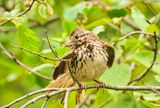 Song Sparrow  