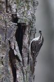 Brown Creeper  