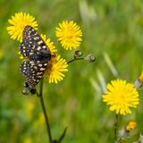 Variable Checkerspot Butterfly