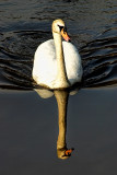 Swan 