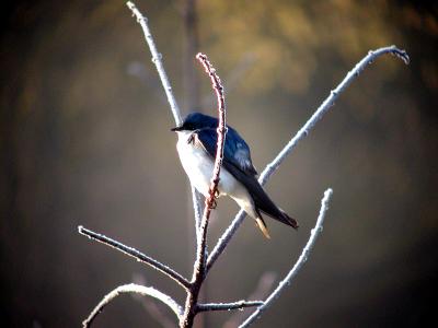 Tree Swallow fluffed feathers  (Olympus C-2100 with C-180)