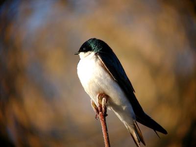 Tree Swallow  (Olympus C-2100 with C-180)