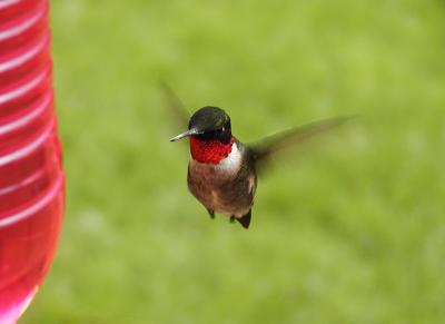 Humming Bird #1  (Olympus C-2100)