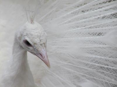 White Peacock # 1 (Olympus C-2100)