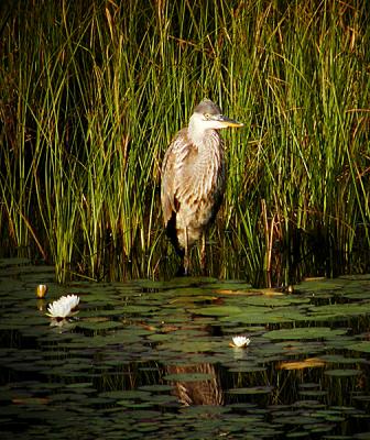 Heron #1