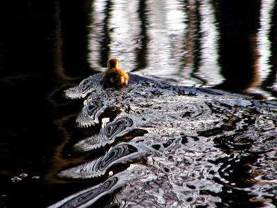 Scurrying Duckling  (Olympus C-2100)