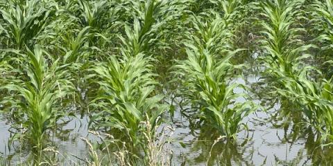 Crop Field