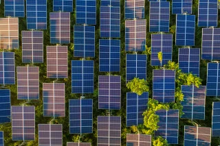 A bird's eye view of a field of solar panels with a few green trees growing in between them.