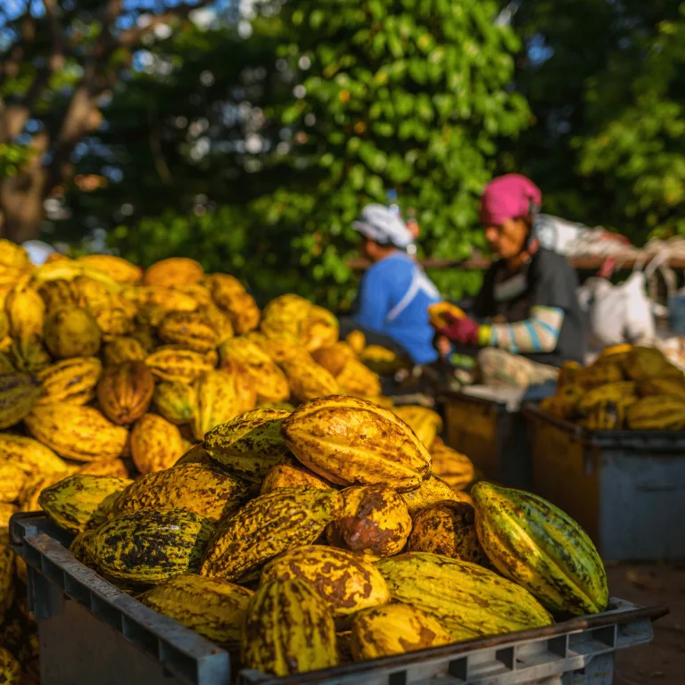 Cocoa farm