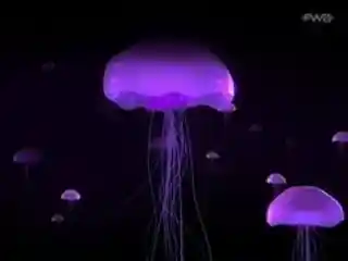 jellyfish ;3