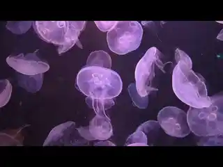 jellyfish :3