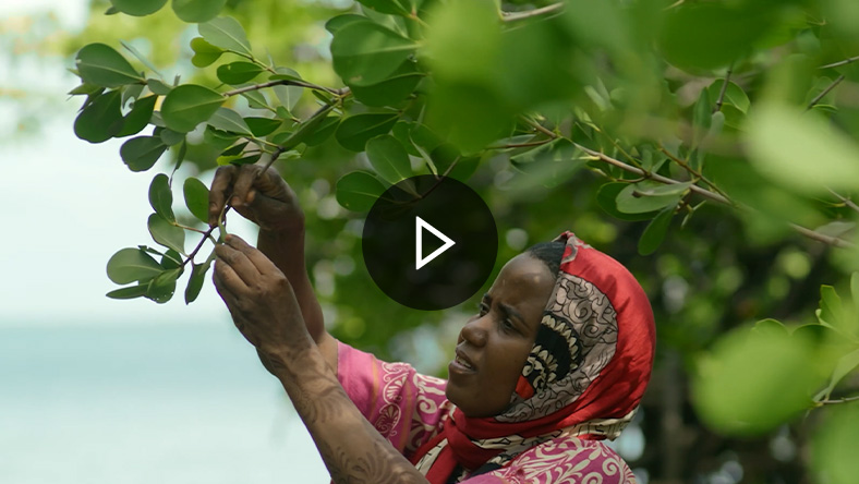 A person tends to the leaves of a tree.