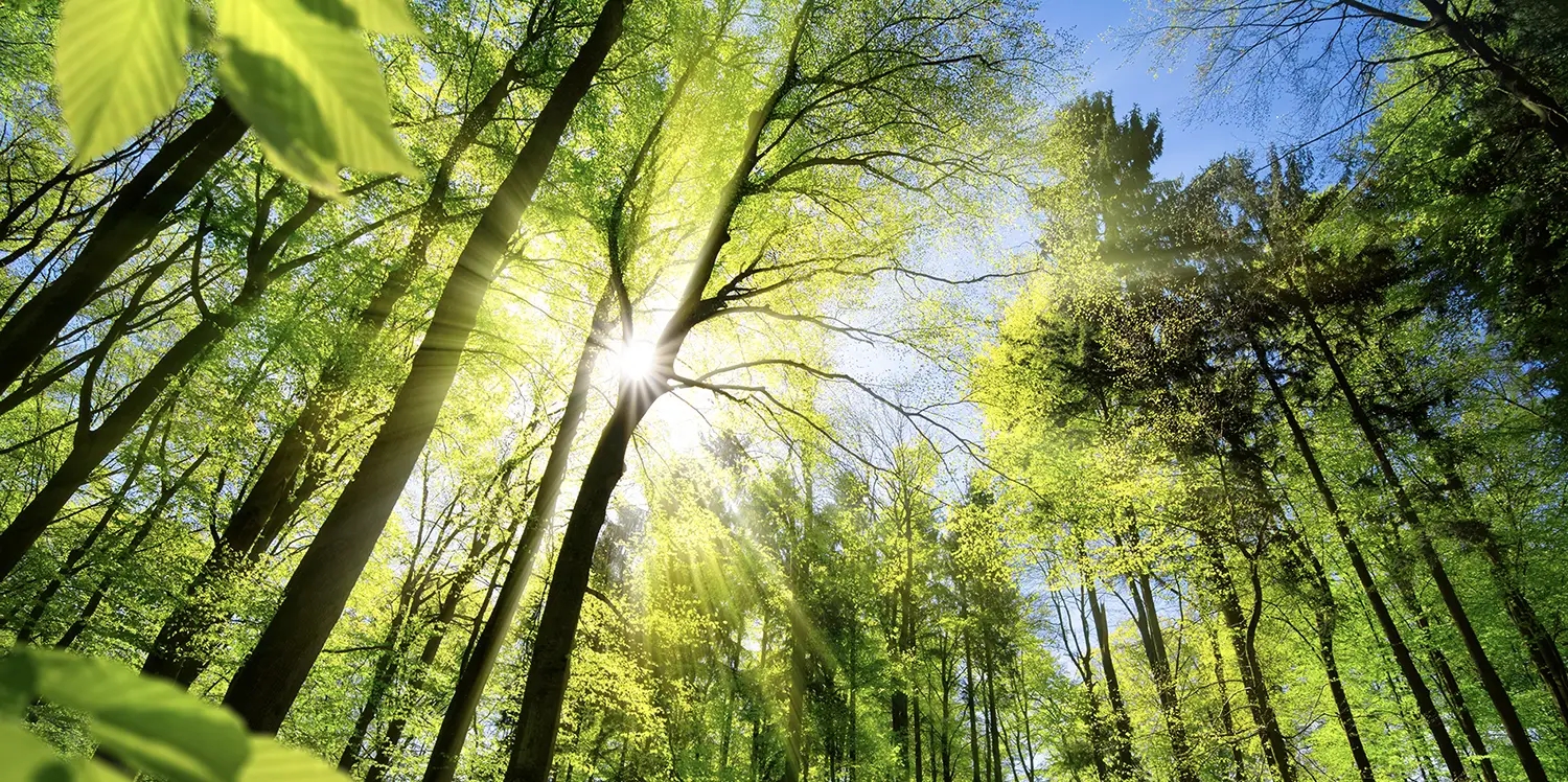 An environmental scene with sun shining through the leaves of tall trees.