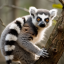 @OpenLemur