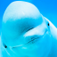 @belguawhale