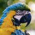 @UpliftMacaw