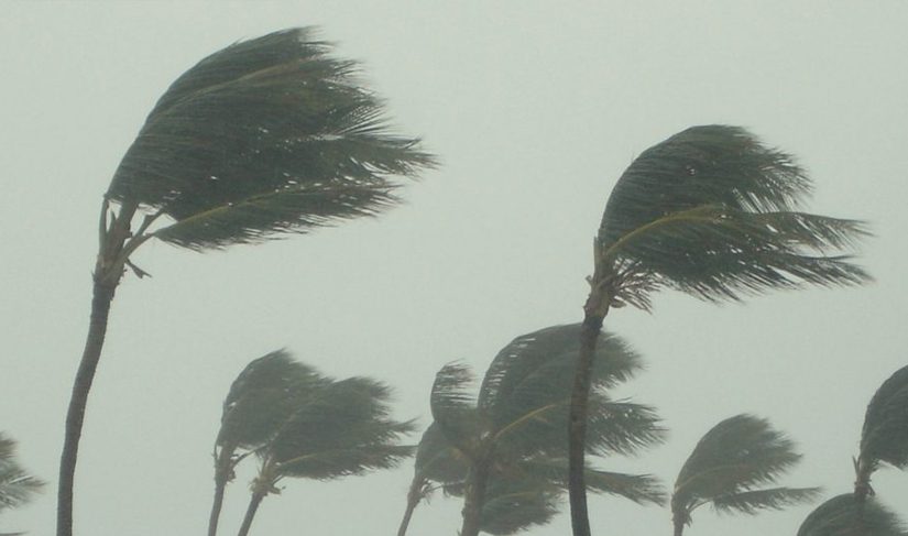 Palm trees bending in strong winds.