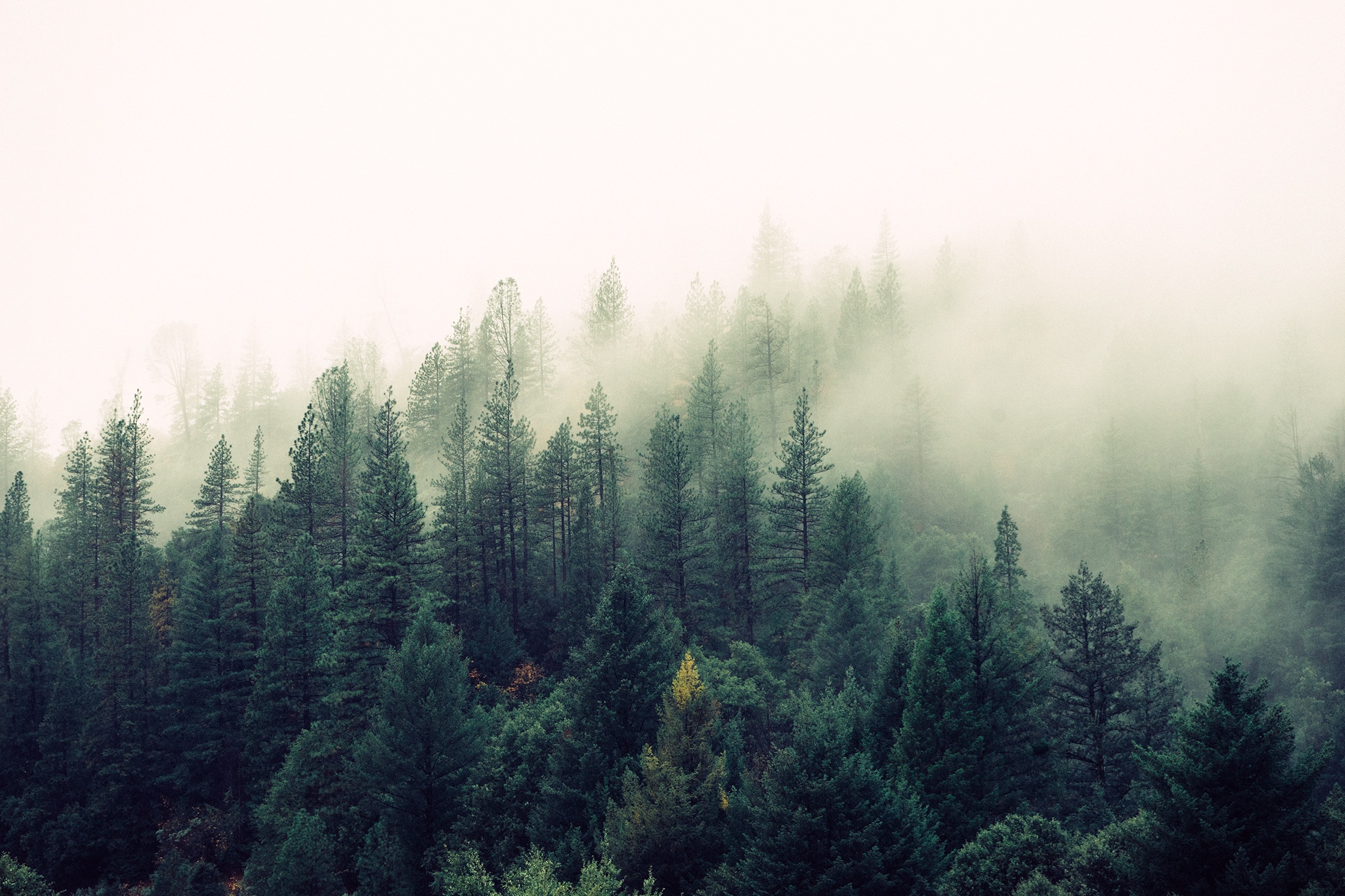 A forest in fog