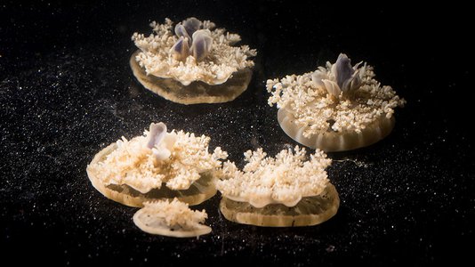 Multiple Cassiopea jellyfish on the bottom of a tank.