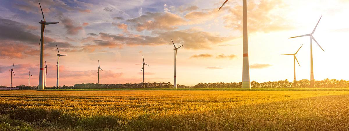 A wind turbine field at sunset