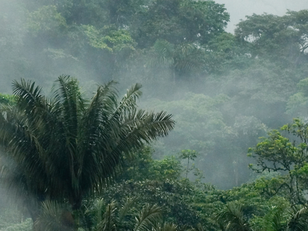 Dense fog rolling through a lush, green tropical rainforest with various types of leafy trees and foliage.