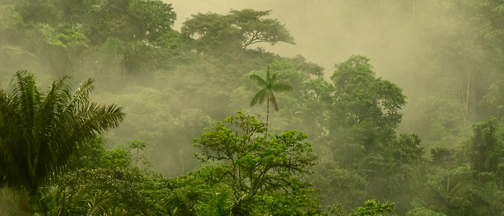 Bäume in einem Wald, der mit Nebel überdeckt ist