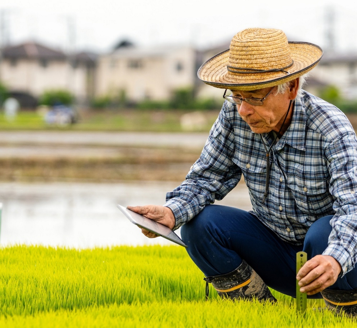 Elderly man squatting in a field while checking young plants with a tool in one hand