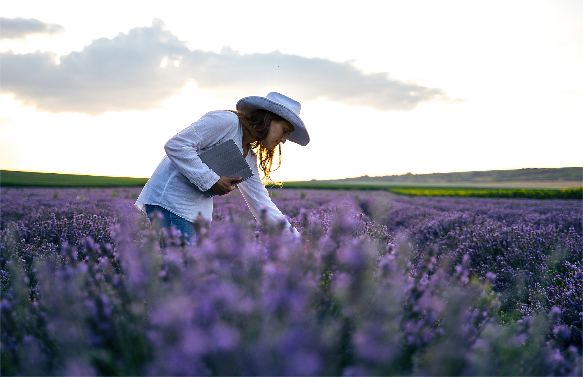 A person holds a notebook while standing in a lavender field at dusk, touching or picking the plants.