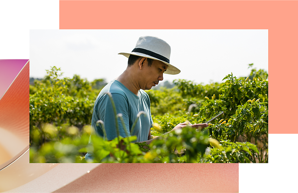 Un hombre trabajando para los cultivos