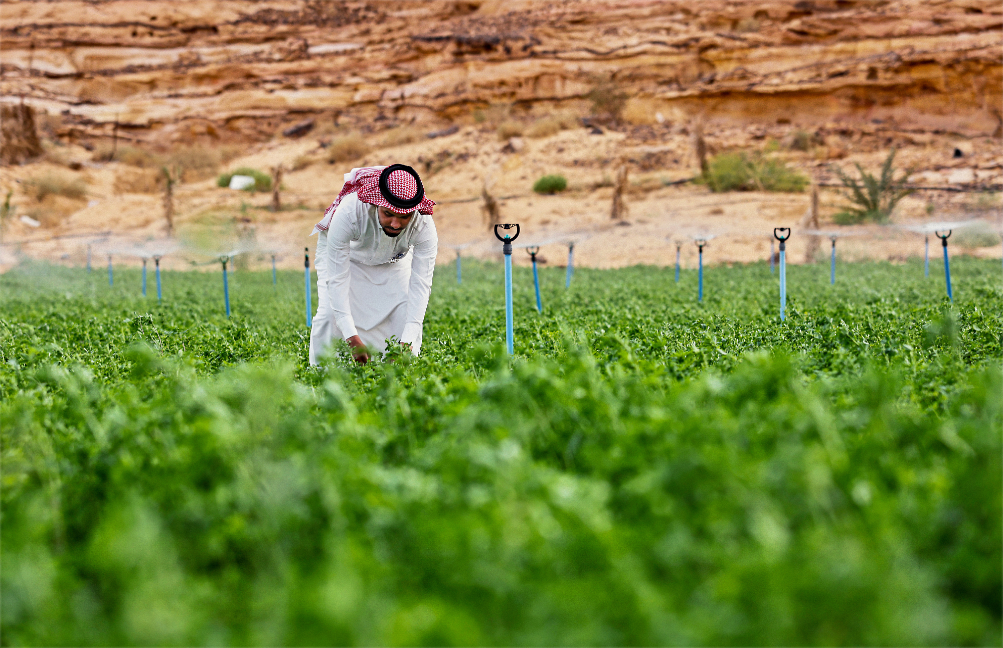 A person wearing a traditional garment is working on a lush green farm with irrigation sprinklers
