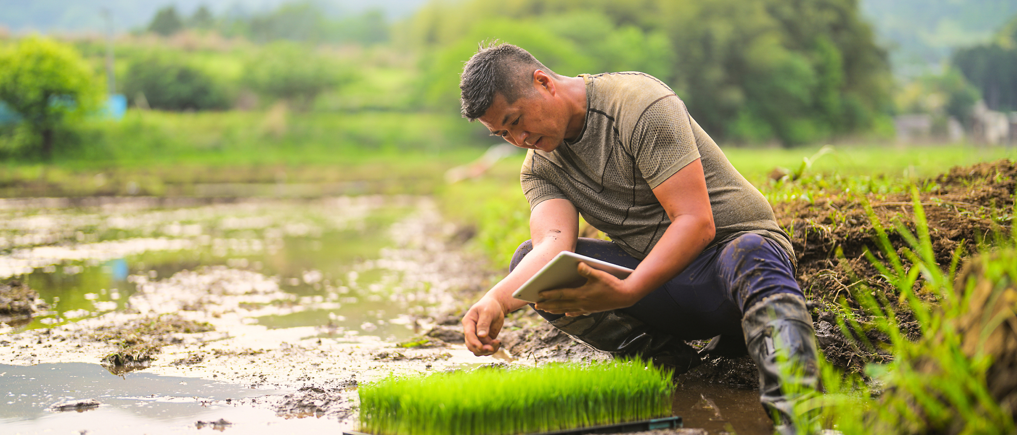 A person kneels in a rice paddy field, inspecting young rice seedlings with a tablet in hand.