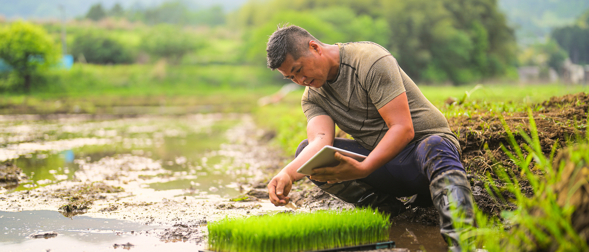 Seseorang berlutut di sawah, memeriksa bibit padi muda dengan sebuah tablet di tangan.