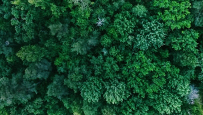 Aerial view of forest trees.