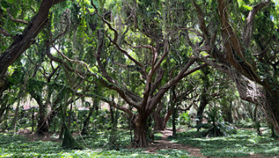 Image of trees with long inter-linked branches.