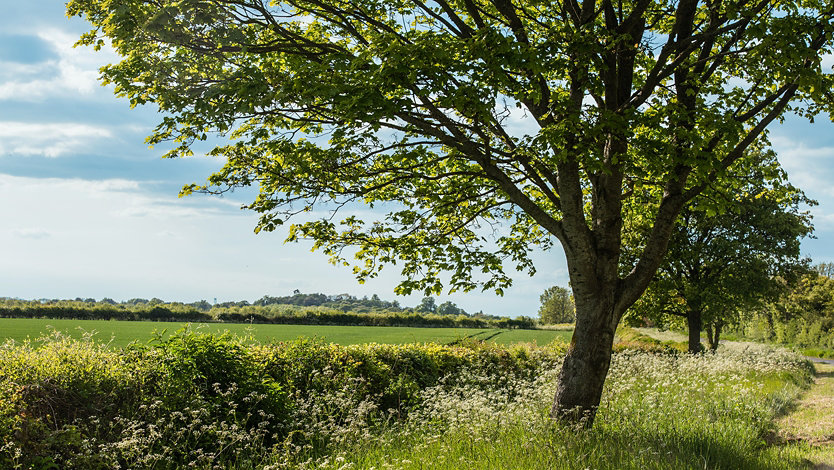 Kuva puusta keväisellä niityllä Yhdistyneessä kuningaskunnassa.