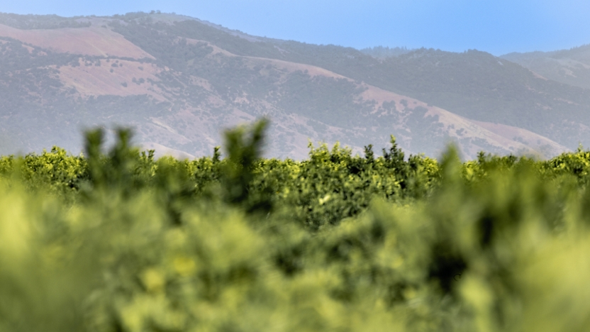 Blurred foreground of a vineyard with sharp focus on distant rolling hills under a clear blue sky.