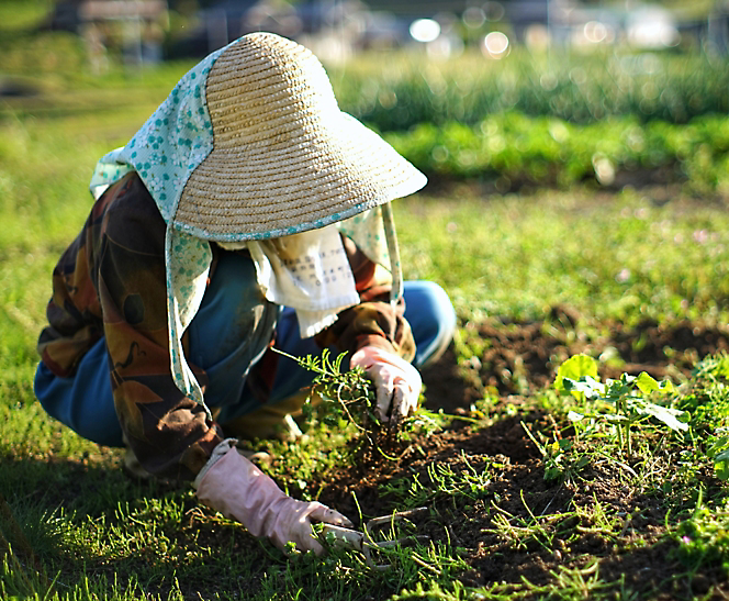 Una persona con un sombrero y guantes plantando una planta