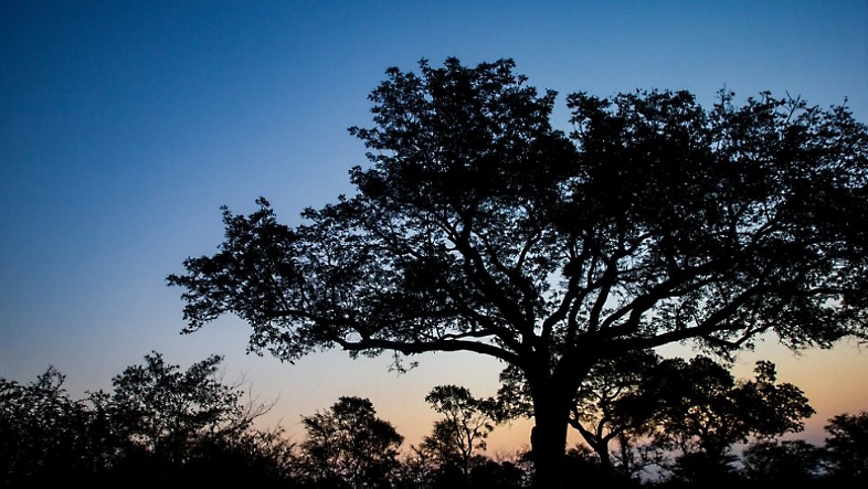 Large trees at sunset