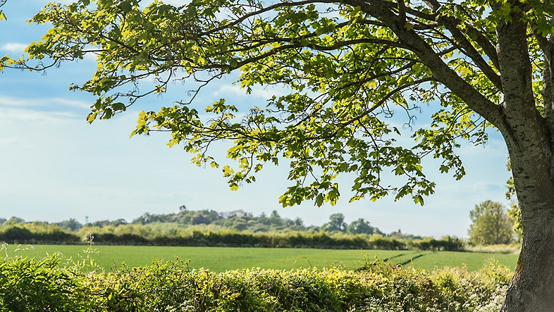 Una vista panorámica de campos verdes y un gran árbol.