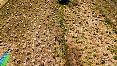 A wide open farm with people working on the land