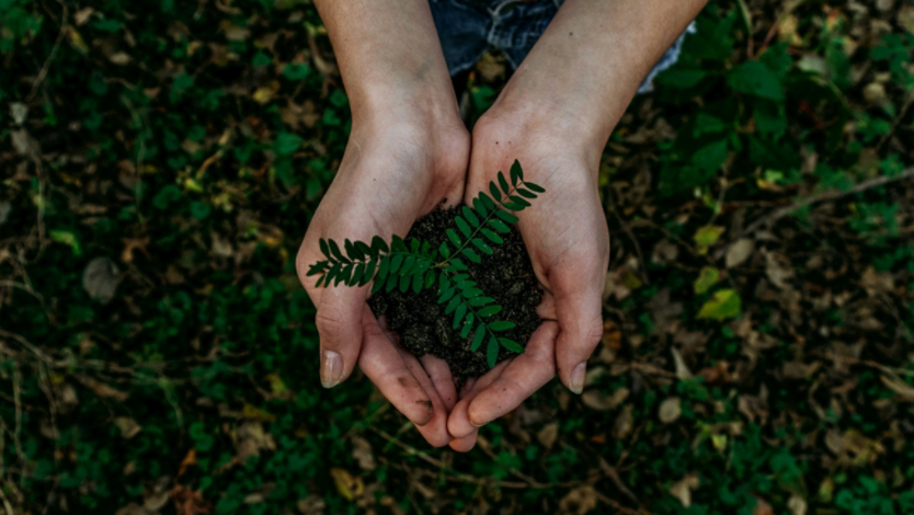 Hands holding a small plant