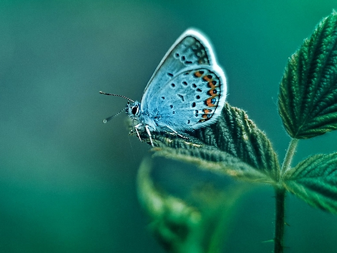 A butterfly sitting on a leaf