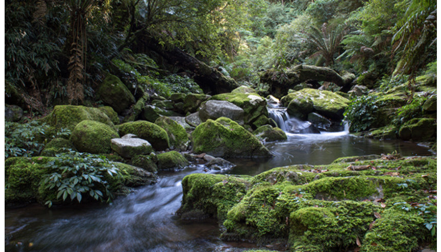 Scenic view of stream flowing through rocks in forest.