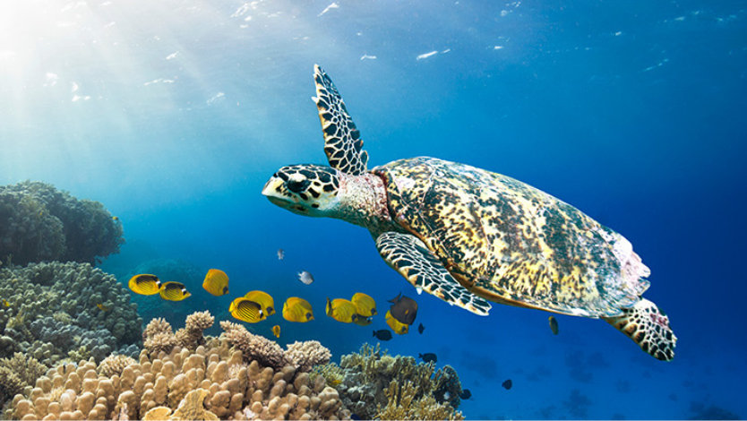 Hawksbill turtle swimming over a coral reef in Indonesia.