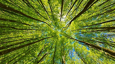 Un bosque donde se ve la luz del sol entre las copas de los árboles.