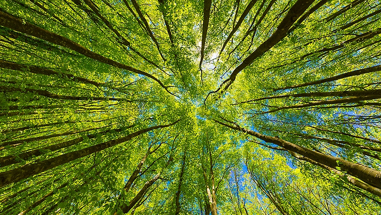 A forest with the sunlight coming through the top of the trees.