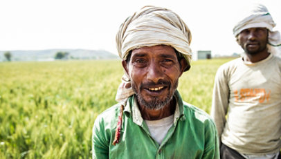 Two farm workers during wheat harvest in a field near Delhi—one is smiling and looking at camera.