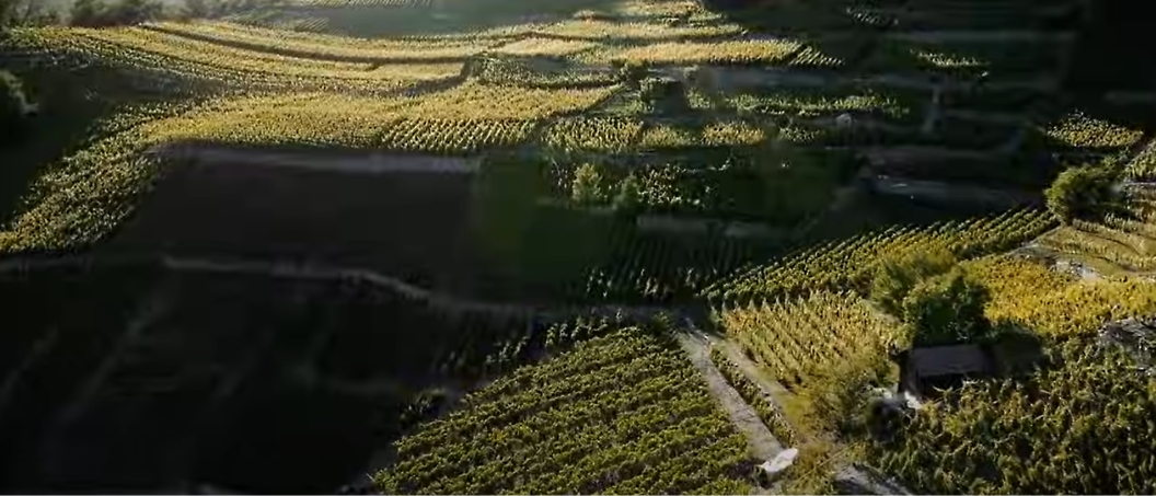 Aerial view of terraced fields with green and yellow crops, intersected by narrow pathways and bordered by trees.