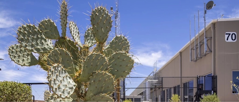 En stor kaktus står framför en stängsel industribyggnad med siffran 70 på väggen.