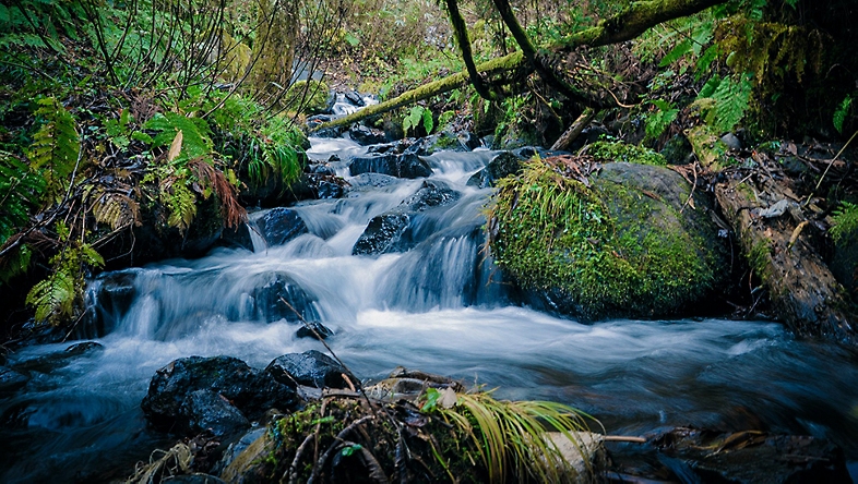 Una cascada atraviesa un frondoso bosque verde.